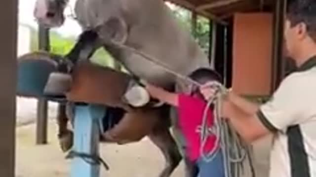 Best wild horses Mare revolutionizing young foals future stallions Horses