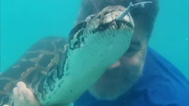 Dando uma refrescada na cobra