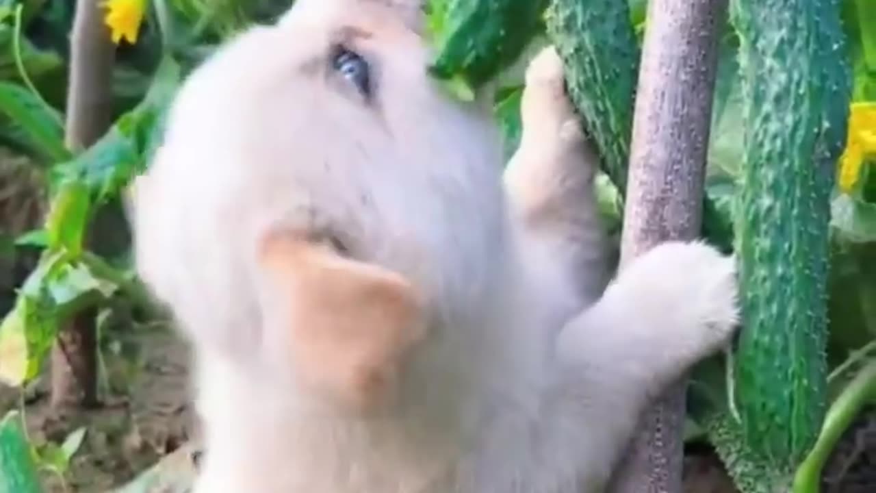 Chicken and puppy make A great stories πΎππ¦πΆ