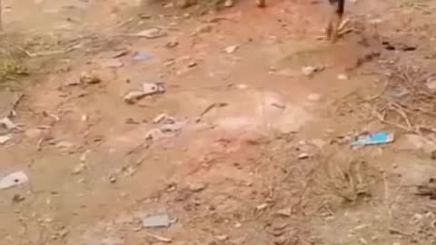 Very funny little dog 🐕