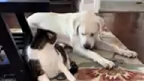 🐱🐱🐱 Funny Cats in Action 🐱🐱🐱