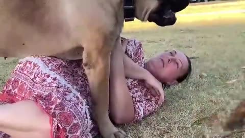 Big Boerboel pinches owner