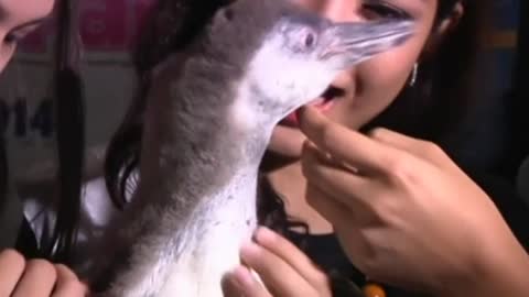 Philippines breeds its first baby penguin