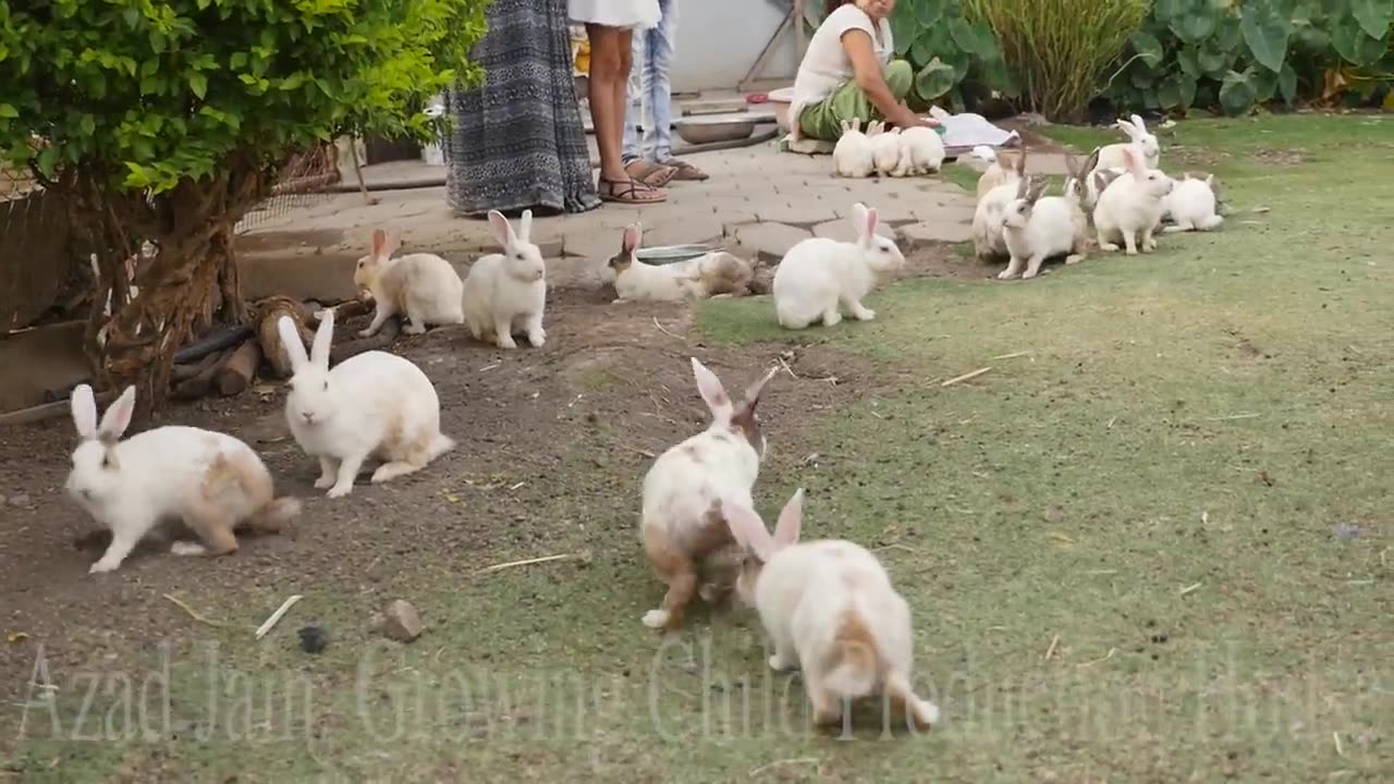 Cute Animal Rabbits as Pets Video