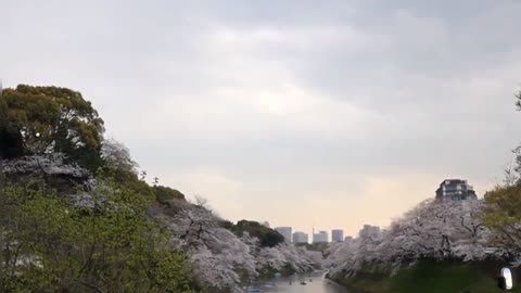 Chidori-ga-fuchi Moat Tokyo Japan Tour