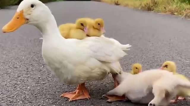 Mother duck protects the duckling