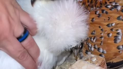 silkies hatching ducklings