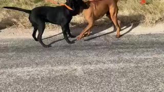 #16 black lab male #31 male boxer January 2022