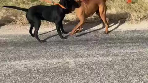 #16 black lab male #31 male boxer January 2022