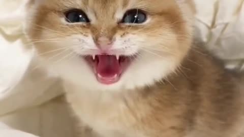 Kittycat
