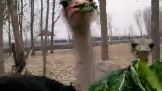 Ostrich rob food