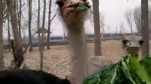 Ostrich rob food