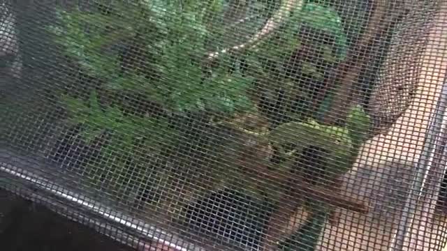 ADORABLE BABY Chameleons (3 months old) move to a screen cage