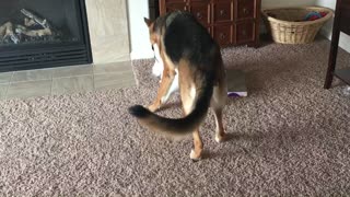 Cat attacks German Shepherd