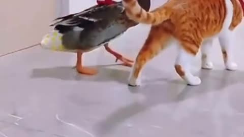 Funny cat reacting to duck 🦆