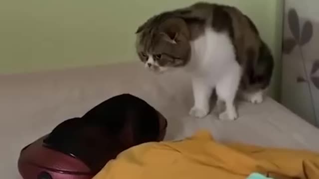 Funniest Cats 🐱 Funny Animal Videos ameile247 #2