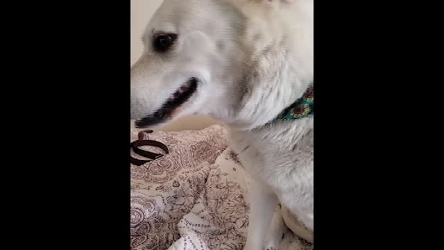 Its Sunday and Sparky is crying again.
