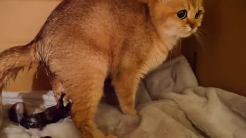 The moment of birth of three kittens