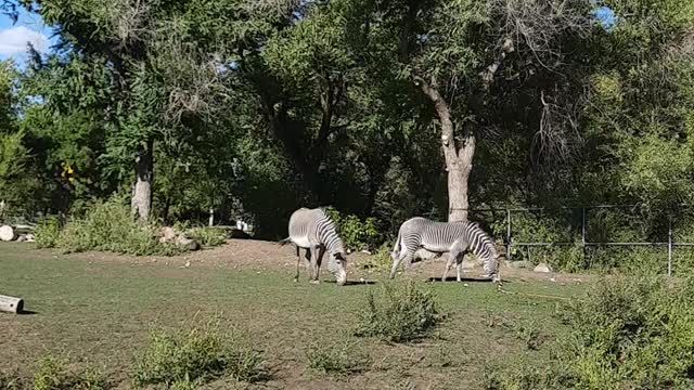 Two amazing zebras