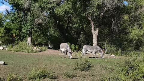 Two amazing zebras