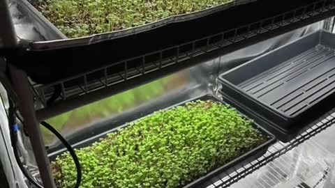 Microgreens under HLG beams