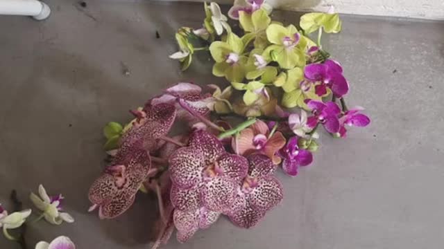 Uncle snips off flowers along HDB corridor on 30 Apr