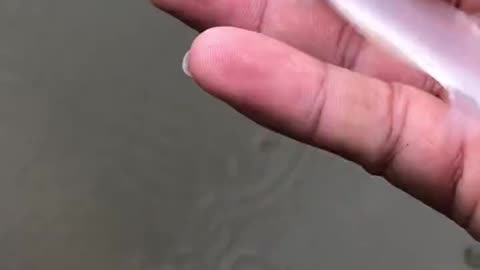 Transparent fish