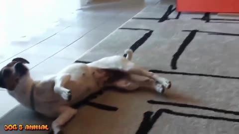 Part#5 Smart Funny dogs video compilation |Smart and Intelligent Dogs in the World | 2023