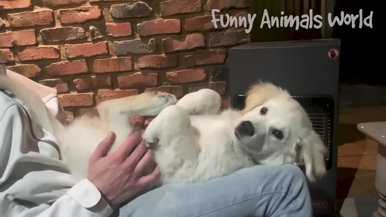 Funny Dogs And Cats Videos - Best Animal Videos Of The Month.