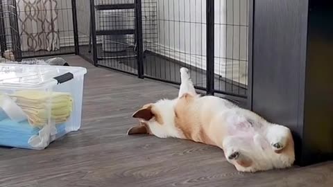 Your Corgi Needs To Add These Stretches To Their Bag! 😎