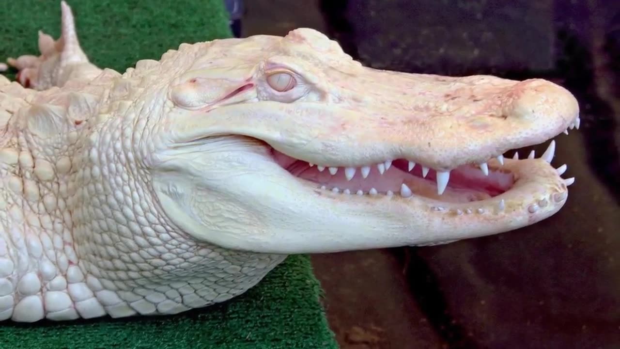 The Bizarre Albino Alligator