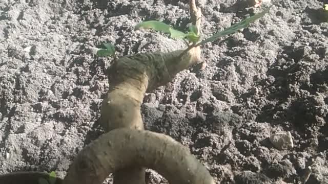 Bonsai style snack burring tonia (putat,indonesia)