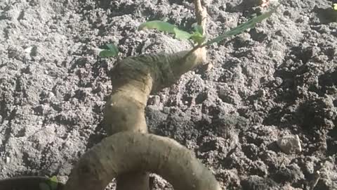 Bonsai style snack burring tonia (putat,indonesia)