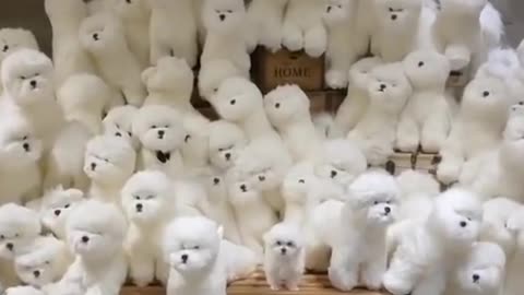 I'm so confused today. cute puppy video