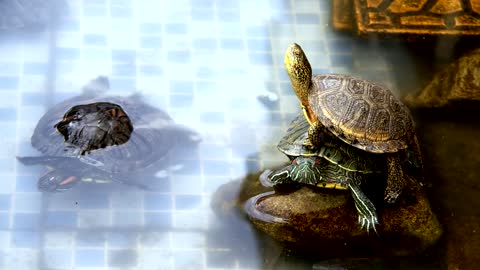 Turtles resting in a small pool