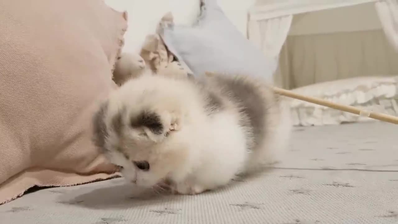 Cute Kitten