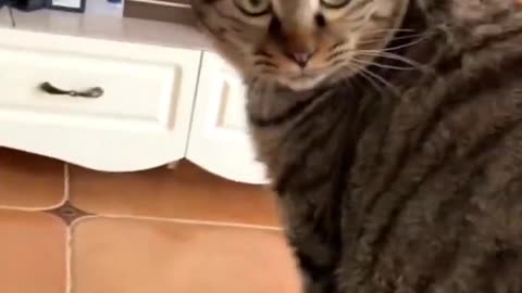 Funny cat