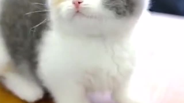 Baby Cat Videos Compilation