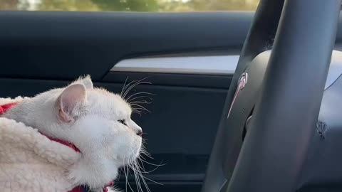 Cute cat driver😺🏍️🏍️