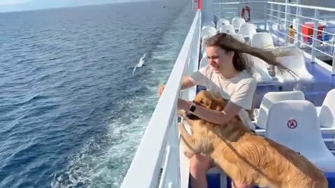 Taking My Golden Retriever on a Boat Trip For The First Time