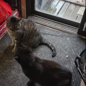 Rasslin Rockin Cats Wally And Blackie | Part 2 | #shorts