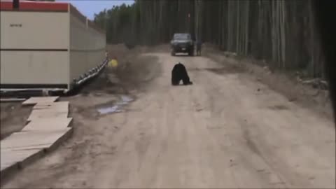 Funny Video (Bear prank)