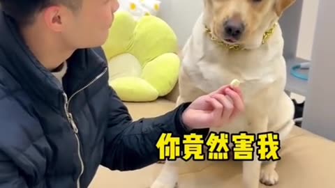 The dog is taking medicine