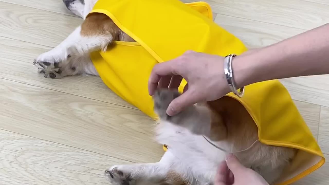 dog wearing the umbrella suit