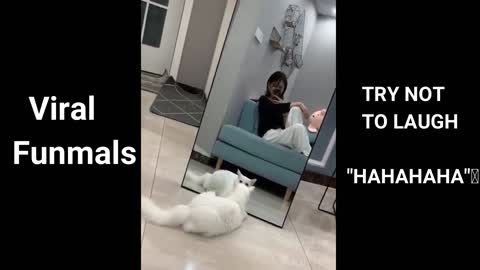 Funny Cat try not to laugh