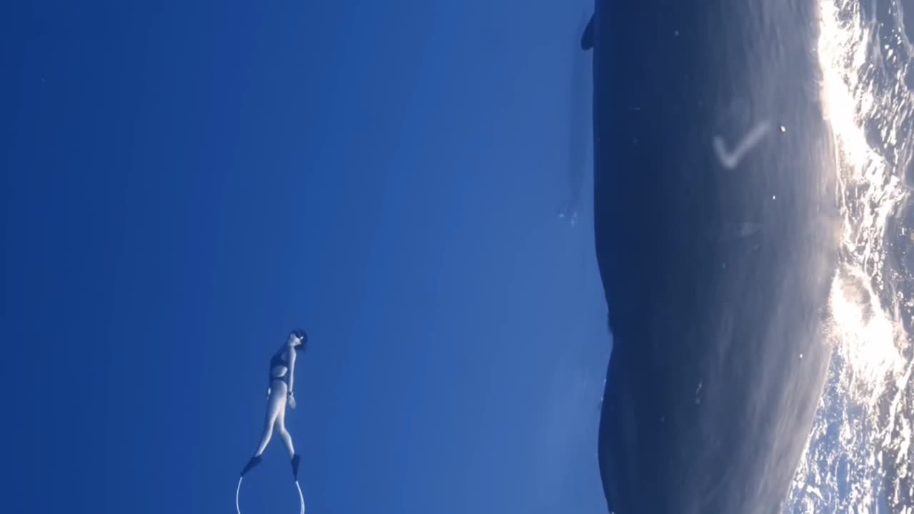 Humans compared to a whale look like tiny little things