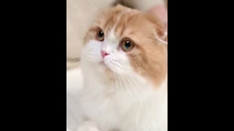 Funny and cute cat