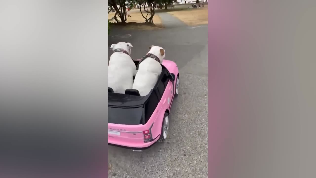 Best Funny Animal Videos Of The 2022 π€£ - Funniest Cats And Dogs Videos πΊπ (39)