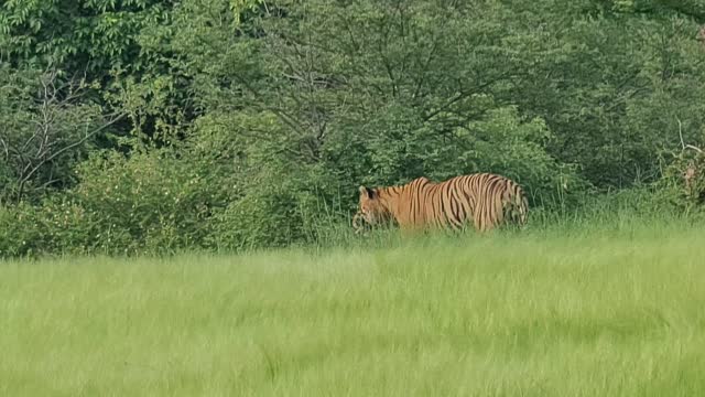 Tiger in Ranthambore tiger reserve safari