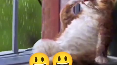 Cat video funny